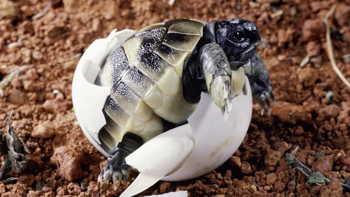 Eine Schildkröte schlüpft