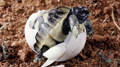 Eine Schildkröte schlüpft (Foto: picture-alliance / Reportdienste, Quelle: Evolve / Photoshot)