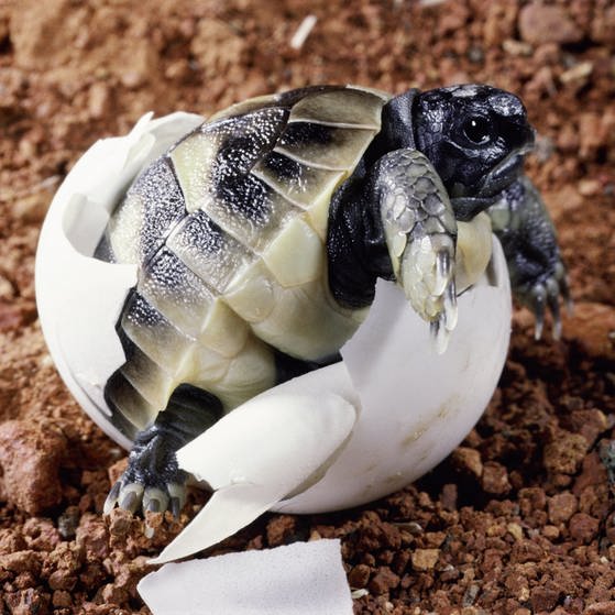 Eine Schildkröte schlüpft (Foto: picture-alliance / Reportdienste, Quelle: Evolve / Photoshot)