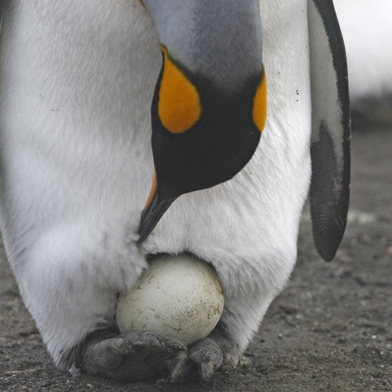 Ein Königspinguin schiebt sein Ei zurück in die Bauchfalte