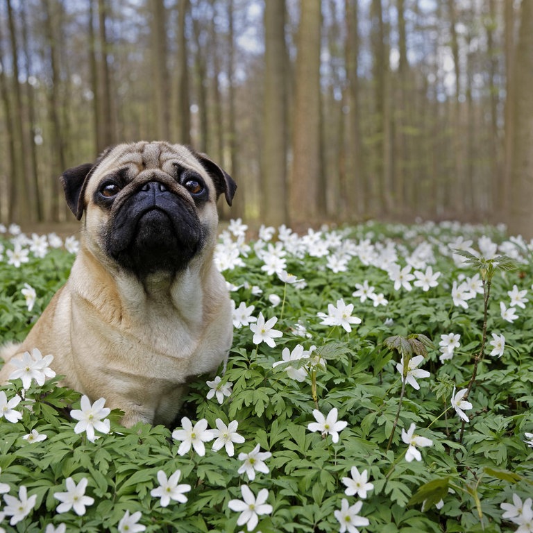 Buschwindröschen mit Mops (Foto: IMAGO, imagebroker)