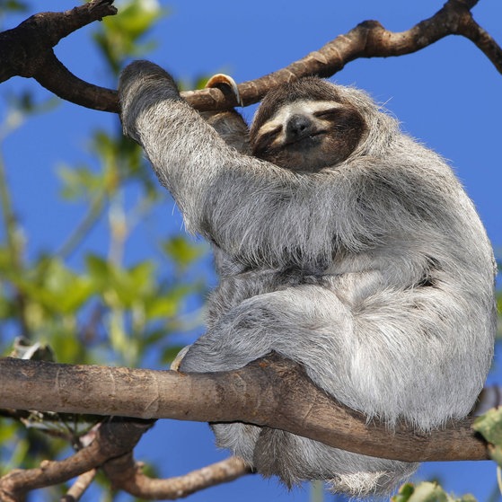 Ein im Baum sitzendes Faultier (Foto: picture-alliance / Reportdienste, blickwinkel)