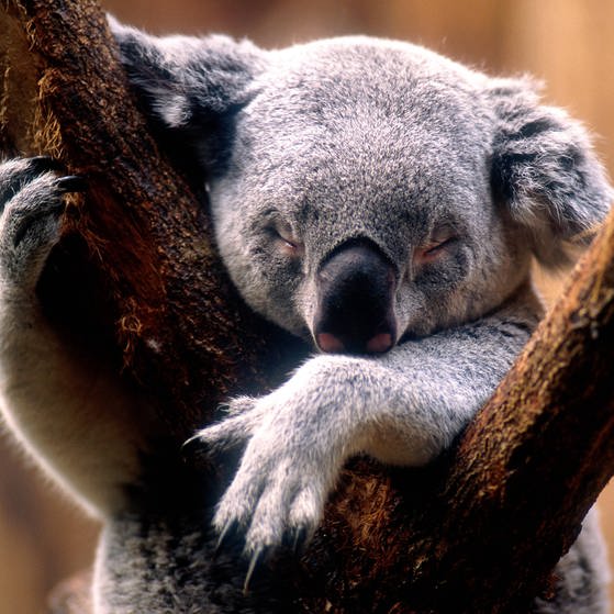 Ein schlafender Koala (Foto: IMAGO, Imago)