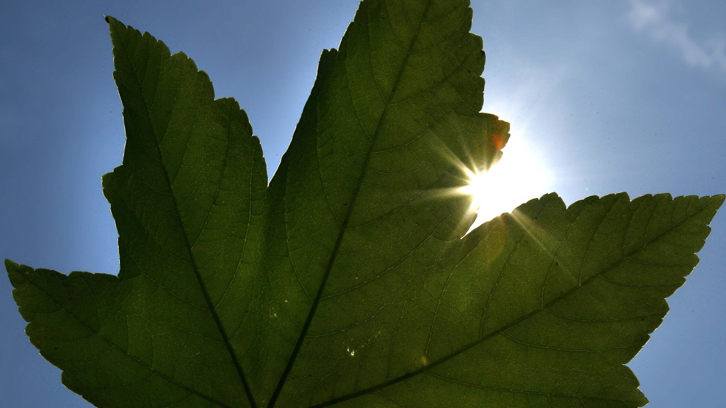 Ein Ahornblatt vor Sonnenlicht – ohne Licht keine Fotosynthese. (Foto: dpa Bildfunk, Foto: Klaus-Dietmar Gabbert dpa/lbn)