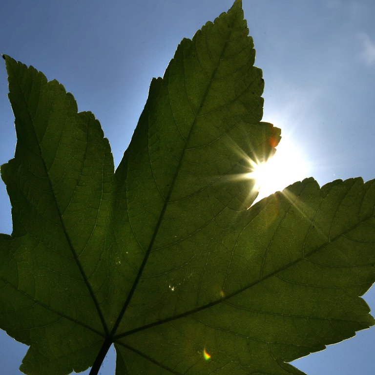 Ein Ahornblatt vor Sonnenlicht – ohne Licht keine Fotosynthese.