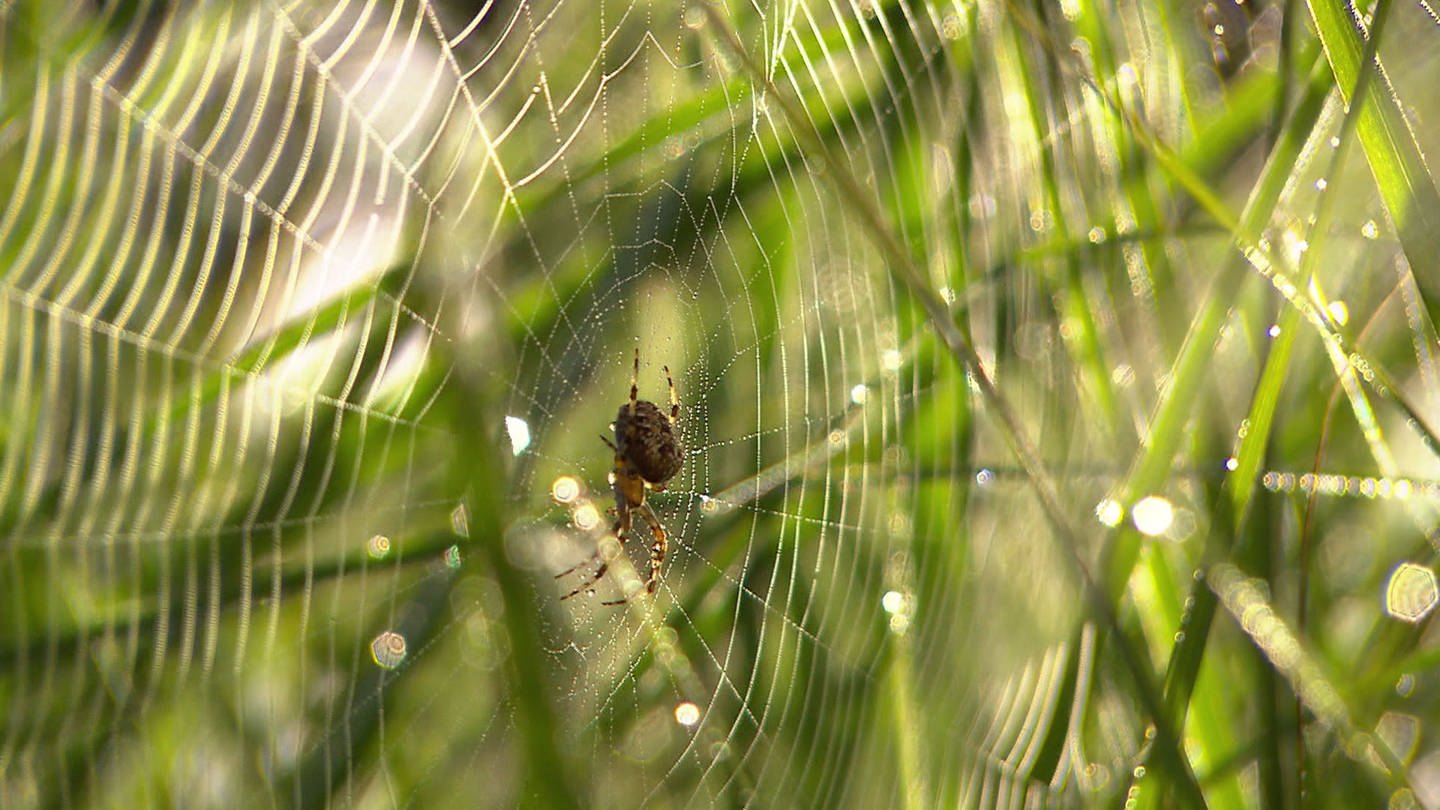 Spinne sitzt in der Mitte vom Netz. (Foto: SWR, SWR)