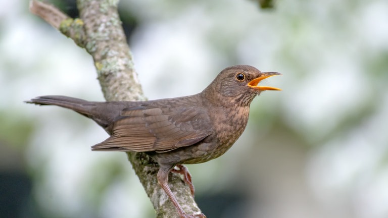 Vogel auf einem Ast