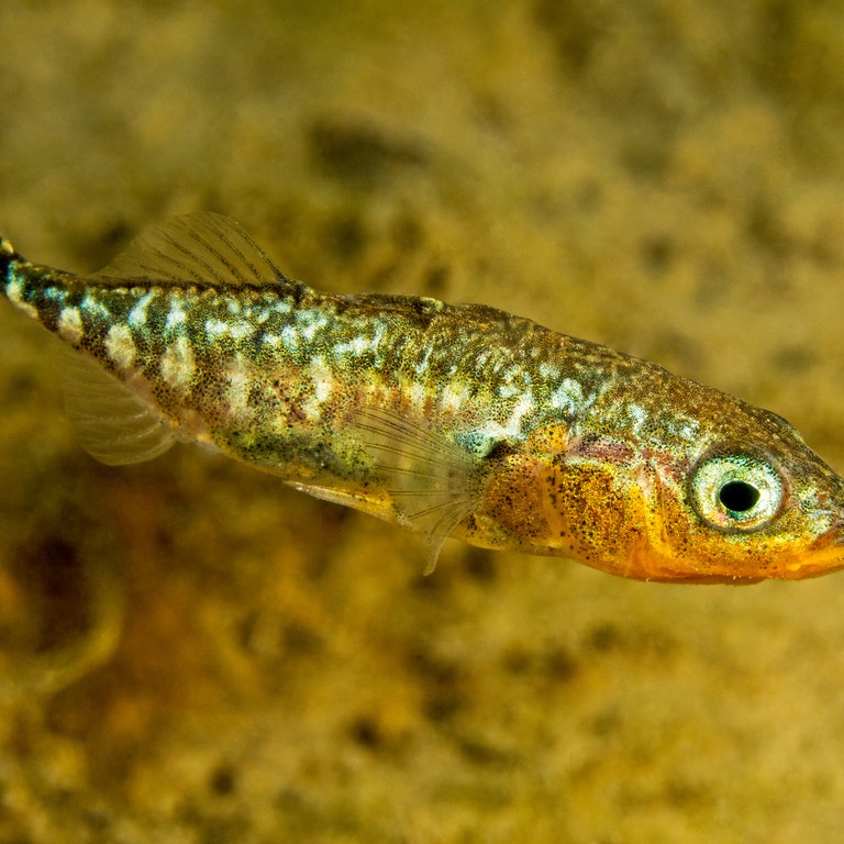 Stichling - Fisch des Jahres 2018 (Foto: Herbert Frei / DAFV)