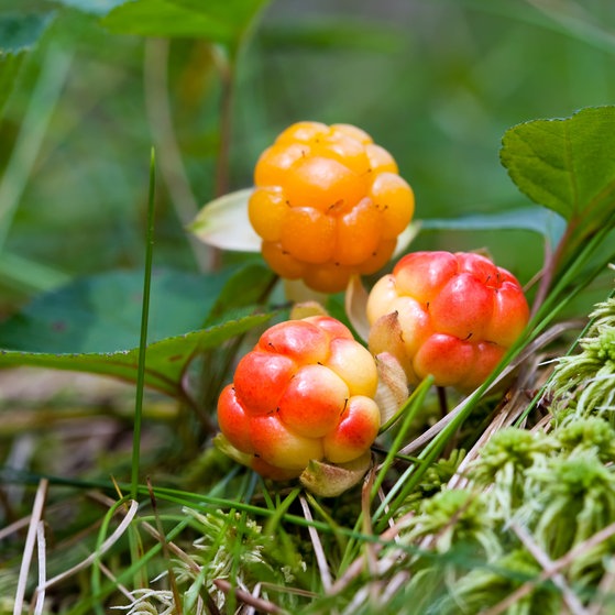 Die Moltebeere findet man häufig in Schweden. Sie enthält besonders viel Vitamin C (Foto: Colourbox) Die Moltebeere findet man häufig in Schweden. Sie enthält besonders viel Vitamin C