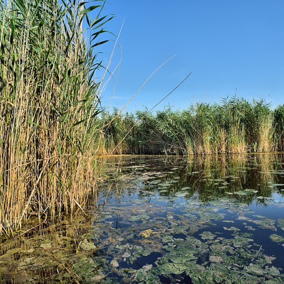 Der Neusiedler See (Foto: Colourbox)