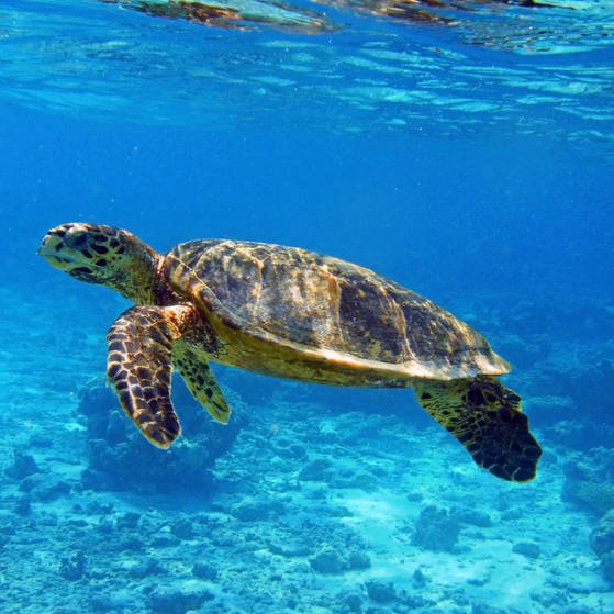 Eine Meeresschildkröte (Foto: Colourbox)
