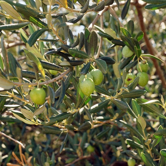 Ein Olivenbaum