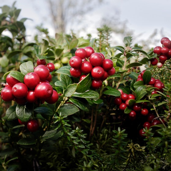 Preiselbeeren