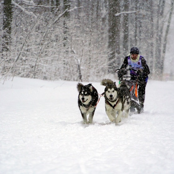 Ein Husky-Schlitten (Foto: Colourbox)