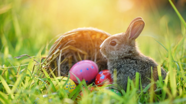 Ein Hase und Ostereier (Foto: Colourbox)