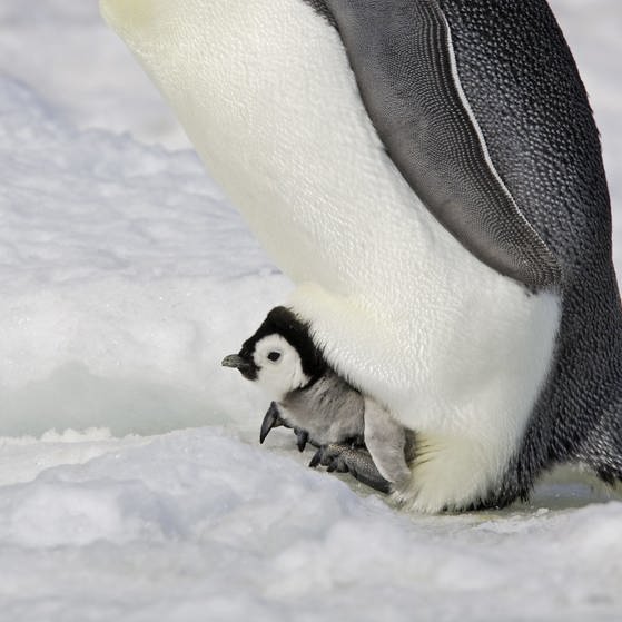 Ein Pinguinküken macht es sich in der warmen Bauchfalte gemütlich.
