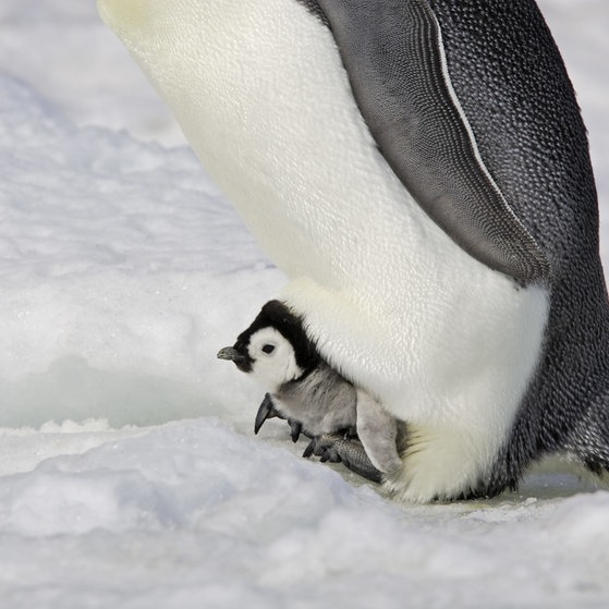 Ein Pinguinküken macht es sich in der warmen Bauchfalte gemütlich.