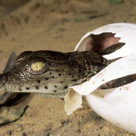Ein Krokodil schlüpft aus dem Ei.