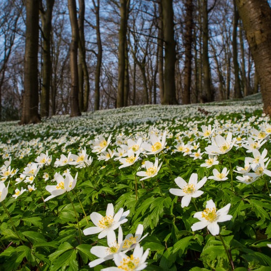 Buschwindröschen im Wald (Foto: picture-alliance / Reportdienste, Picture Alliance)