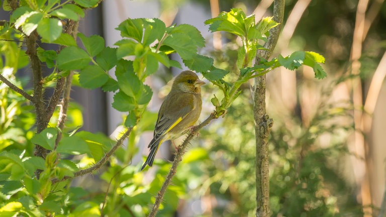 Grünfink sitzt auf Zweig (Foto: Colourbox)