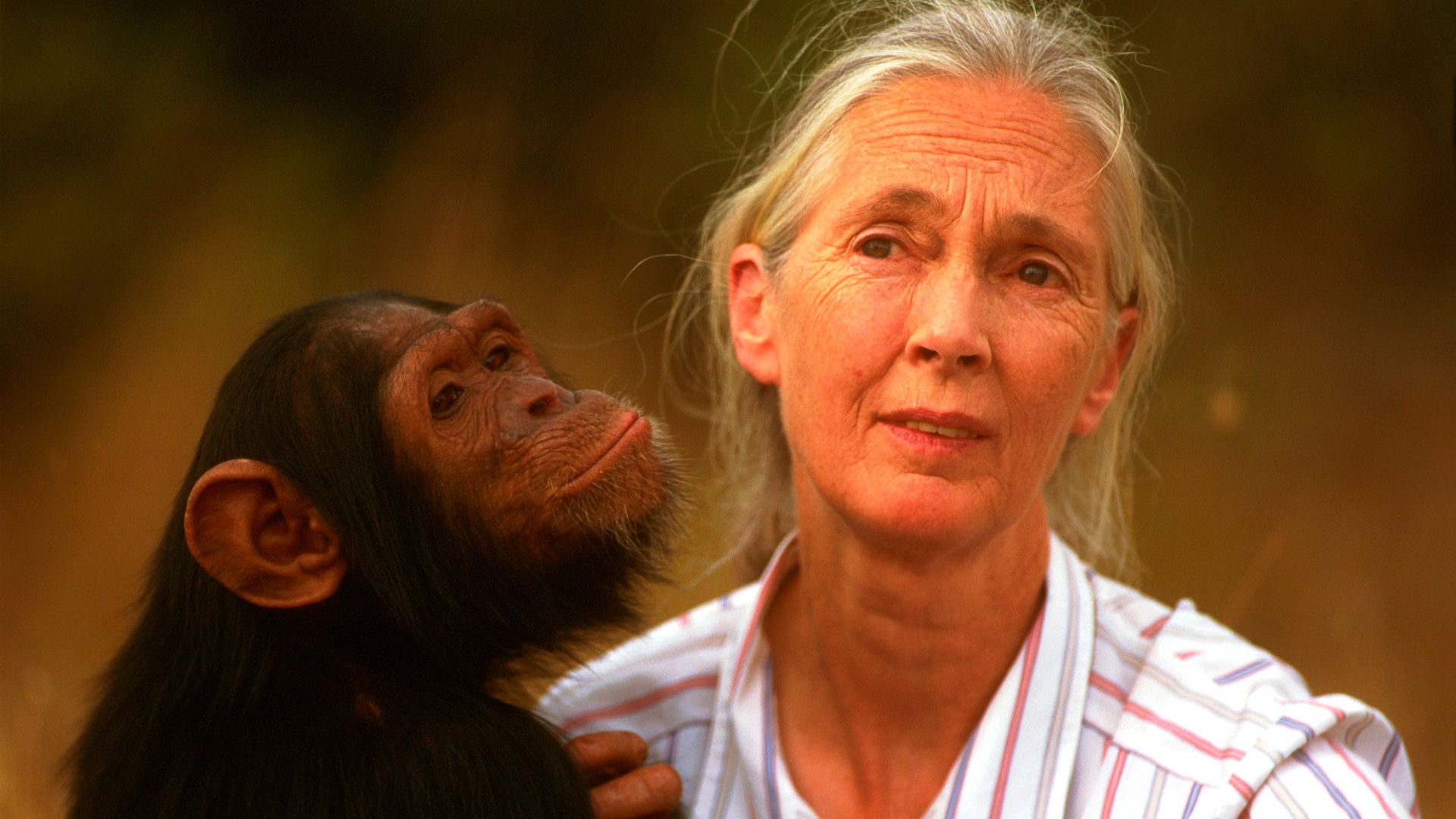 Jane Goodall mit einem Schimpansen (Foto: picture-alliance / Reportdienste, picture alliance / WILDLIFE | WILDLIFE/J.Giustina)