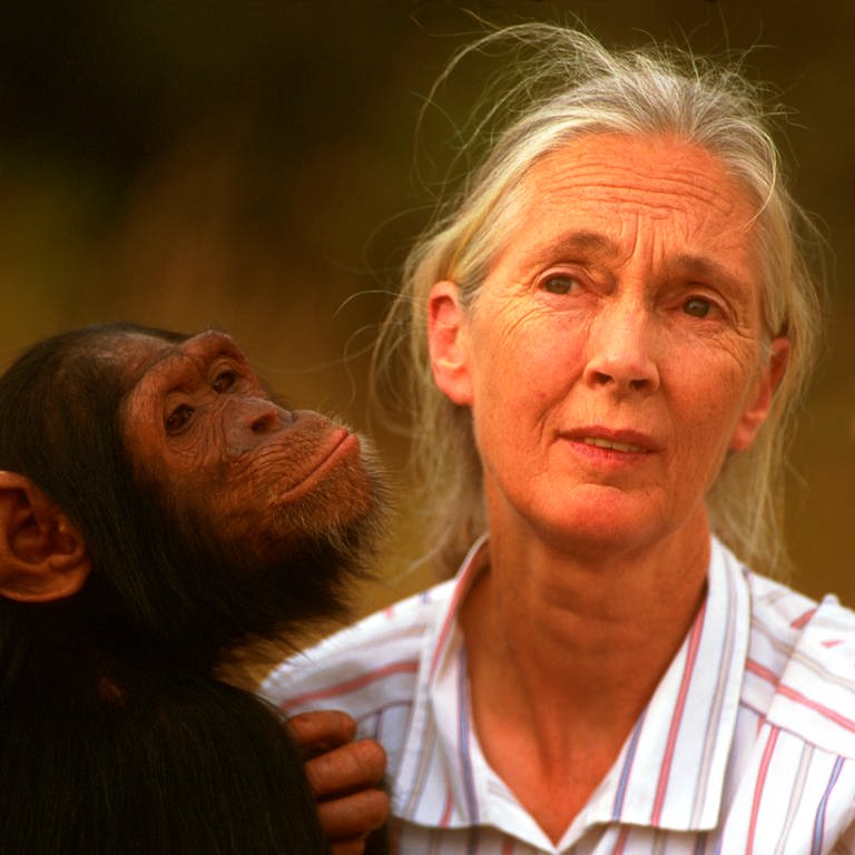 Jane Goodall mit einem Schimpansen