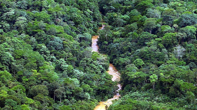 Blick von oben auf eine Fläche von Regenwald  (Foto: dpa Bildfunk, Foto: Ulrike Koltermann)