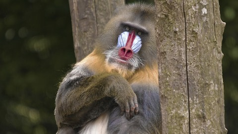 Ein Mandrill  (Foto: Colourbox)