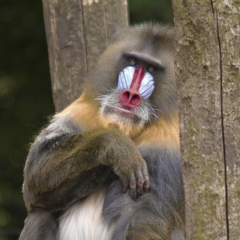 Ein Mandrill  (Foto: Colourbox)