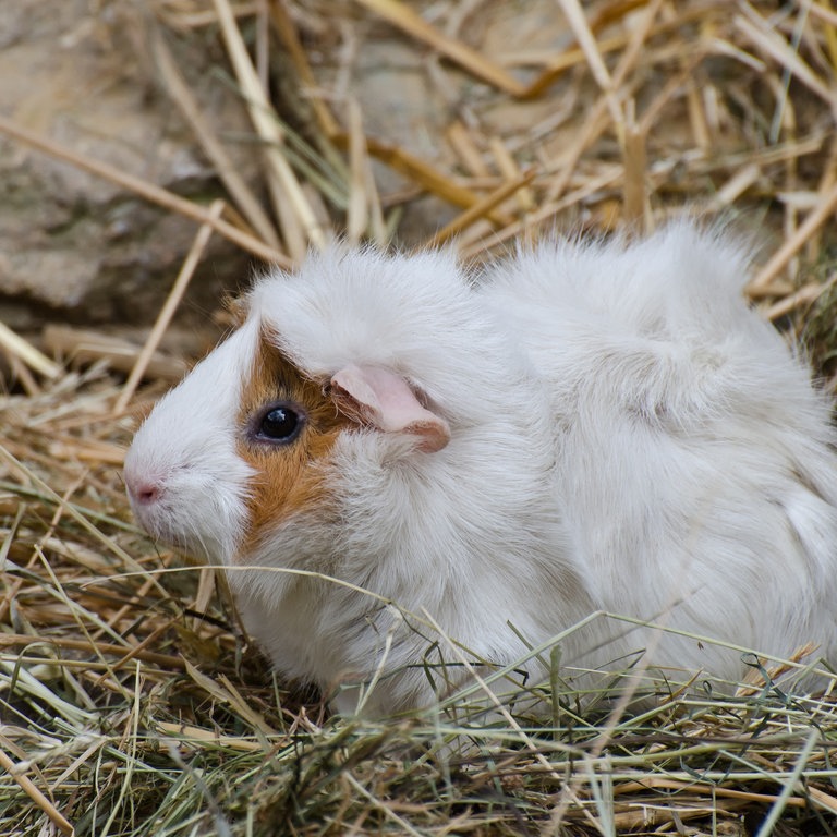 Ein Meerschweinchen (Foto: Colourbox)