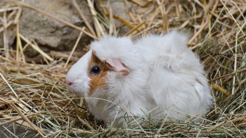 Ein Meerschweinchen (Foto: Colourbox)