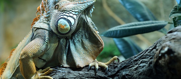 Ein Grüner Leguan (Foto: dpa Bildfunk, Picture Alliance)