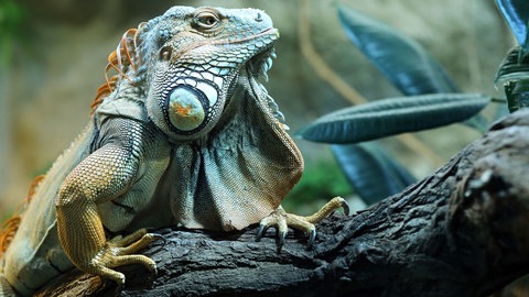 Ein Grüner Leguan (Foto: dpa Bildfunk, Picture Alliance)