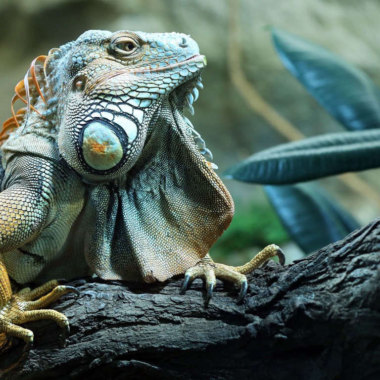 Ein Grüner Leguan (Foto: dpa Bildfunk, Picture Alliance)