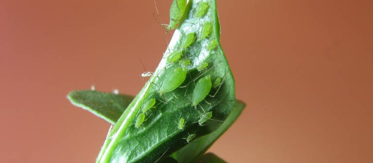 Blattläuse sitzen auf einem Blatt (Foto: dpa Bildfunk, Picture Alliance)