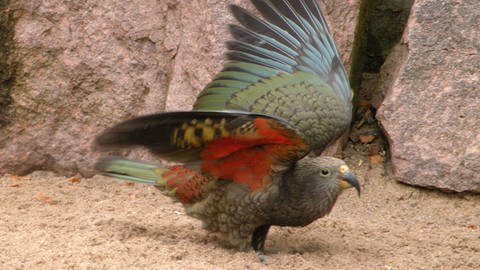 Ein Kea Papagei (Foto: dpa Bildfunk, Picture Alliance)