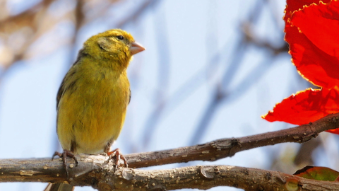 Ein Kanarienvogel (Foto: SWR)