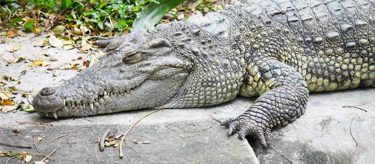Ein Krokodil schläft. (Foto: Colourbox)