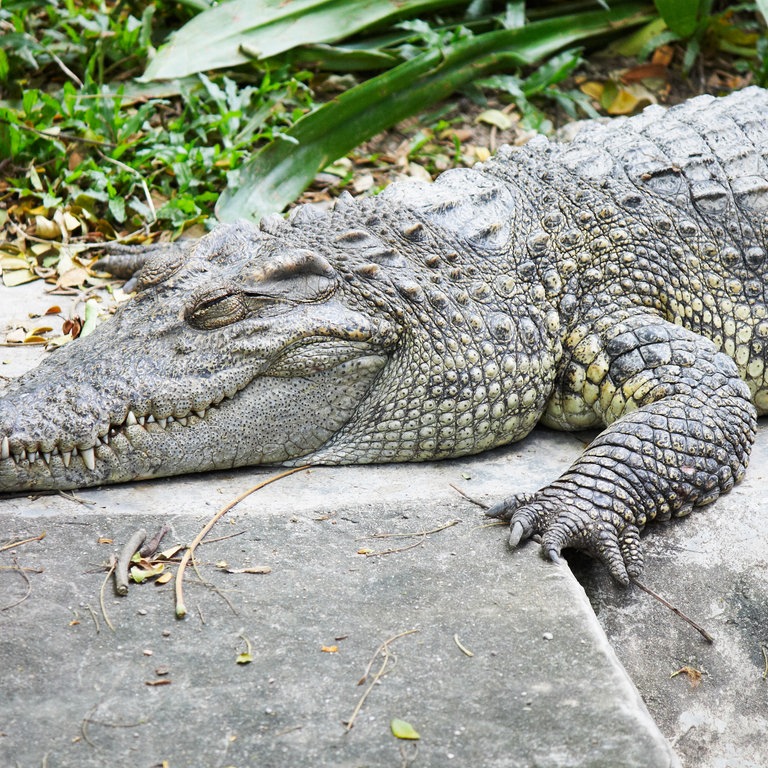 Ein Krokodil schläft. (Foto: Colourbox)