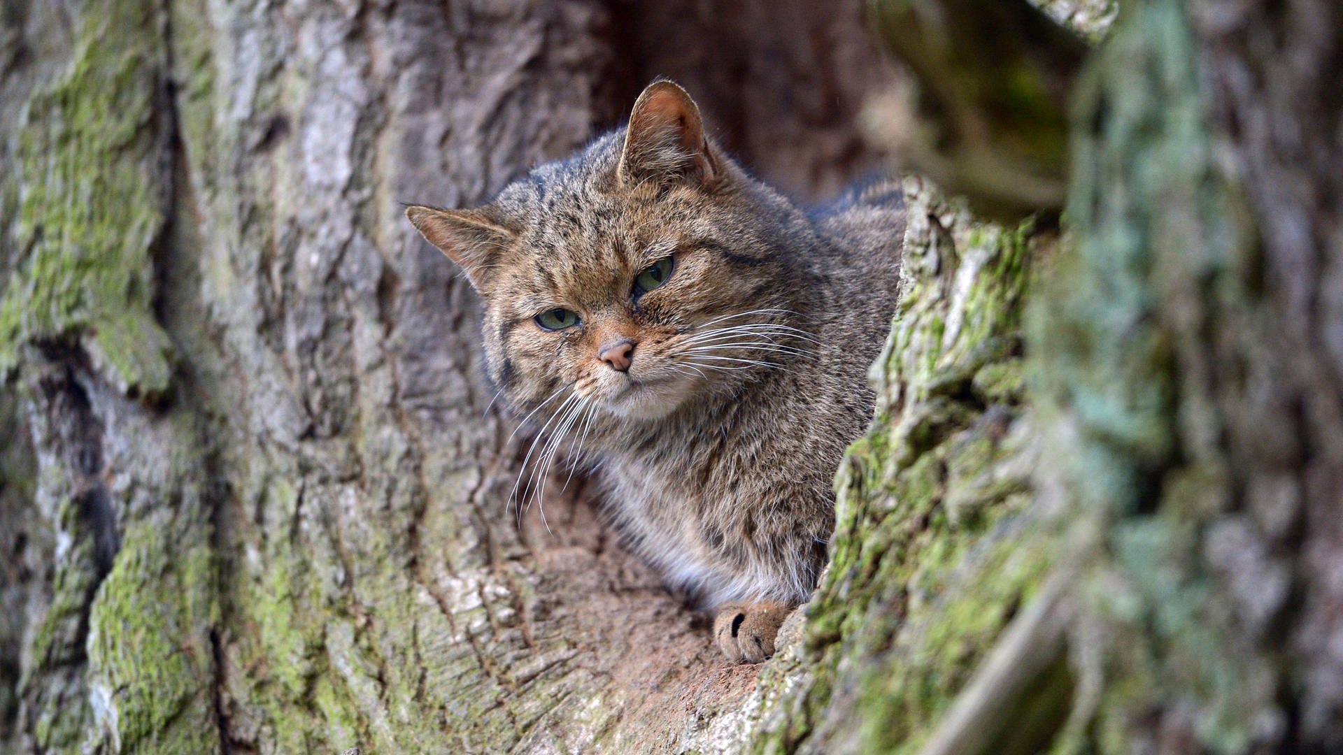 Sie ging im Walde so für sich hin… – Wildkatzen im ausklingenden Winter auf Partnersuche