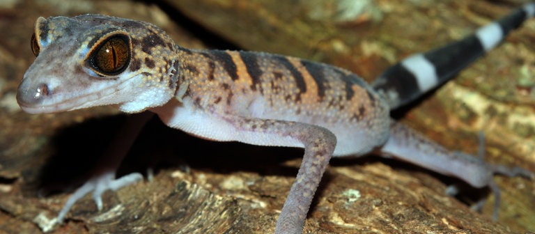 Ein orange gestreifter Tigergecko (Foto: dpa Bildfunk, Picture Alliance)