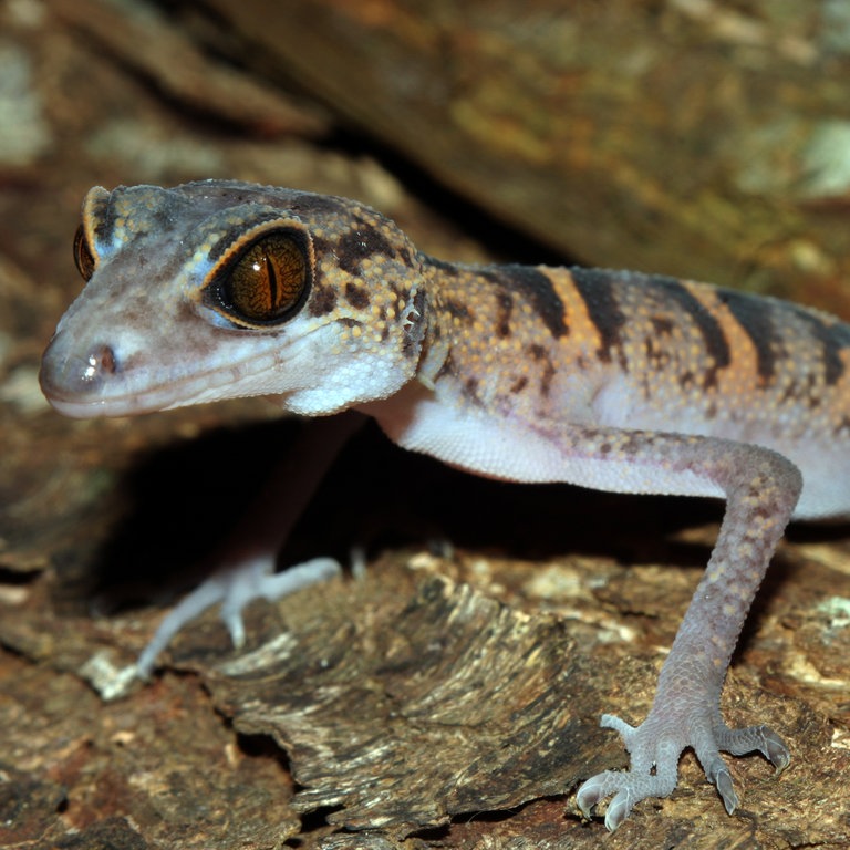 Ein orange gestreifter Tigergecko (Foto: dpa Bildfunk, Picture Alliance)
