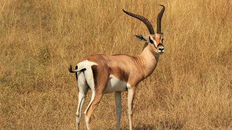 Eine Gazelle in der Savanne (Foto: Colourbox)
