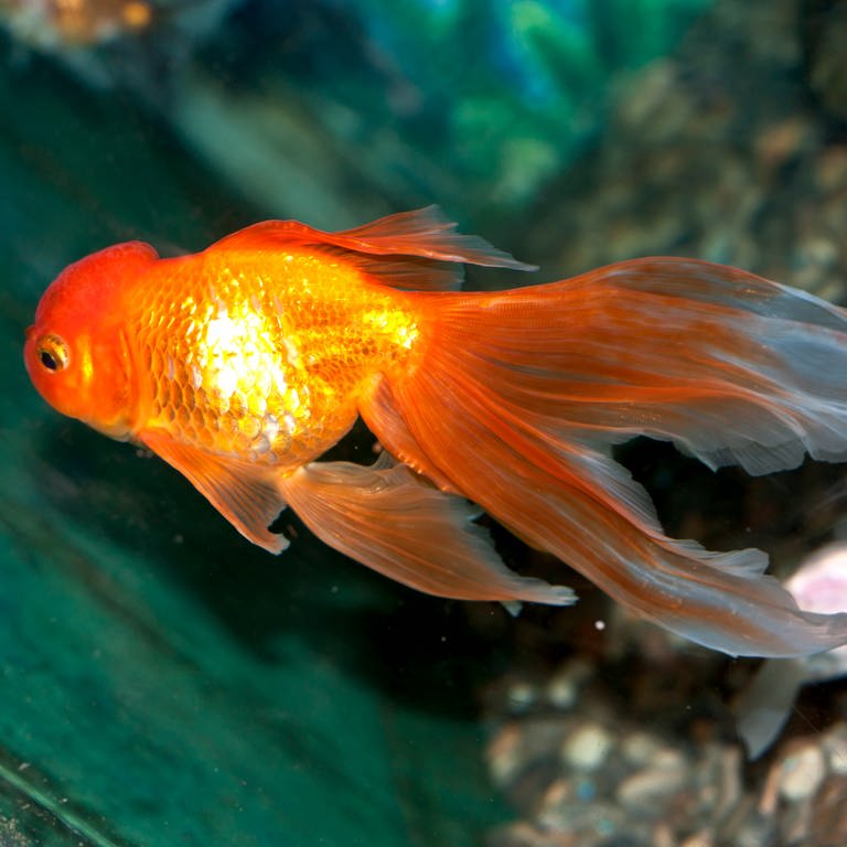 Ein Goldfisch im Wasser (Foto: Colourbox)