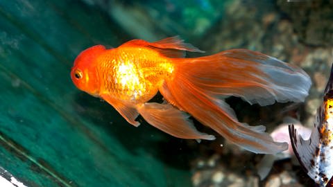 Ein Goldfisch im Wasser (Foto: Colourbox)