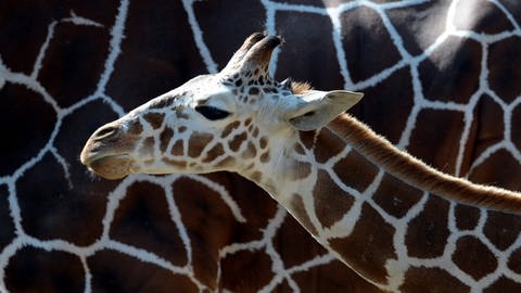 Kopf einer jungen Giraffe vor dem Fell einer erwachsenen Giraffe (Foto: SWR)
