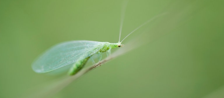 Eine Florfliege ruht auf einem Grashalm (Foto: Colourbox)