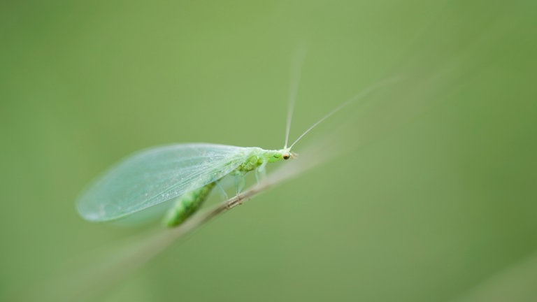 Eine Florfliege ruht auf einem Grashalm (Foto: Colourbox)