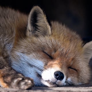 Ein Rotfuchs schläft (Foto: dpa Bildfunk, Picture Alliance)