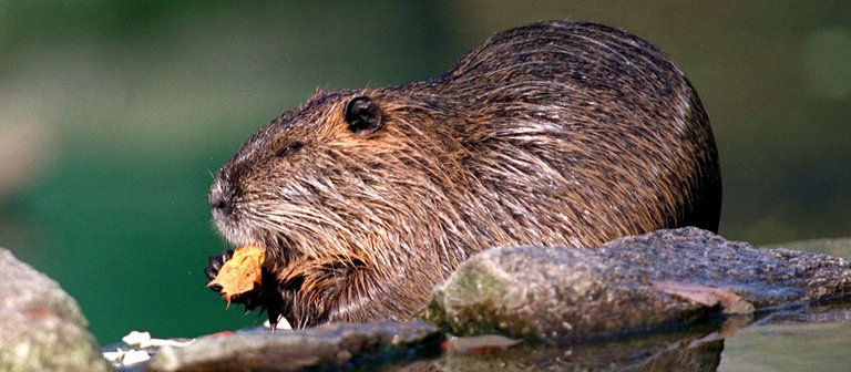 Ein Nutria nahe einer Wasserstelle beim Fressen (Foto: dpa Bildfunk, Picture Alliance)